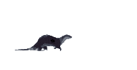 Running otter